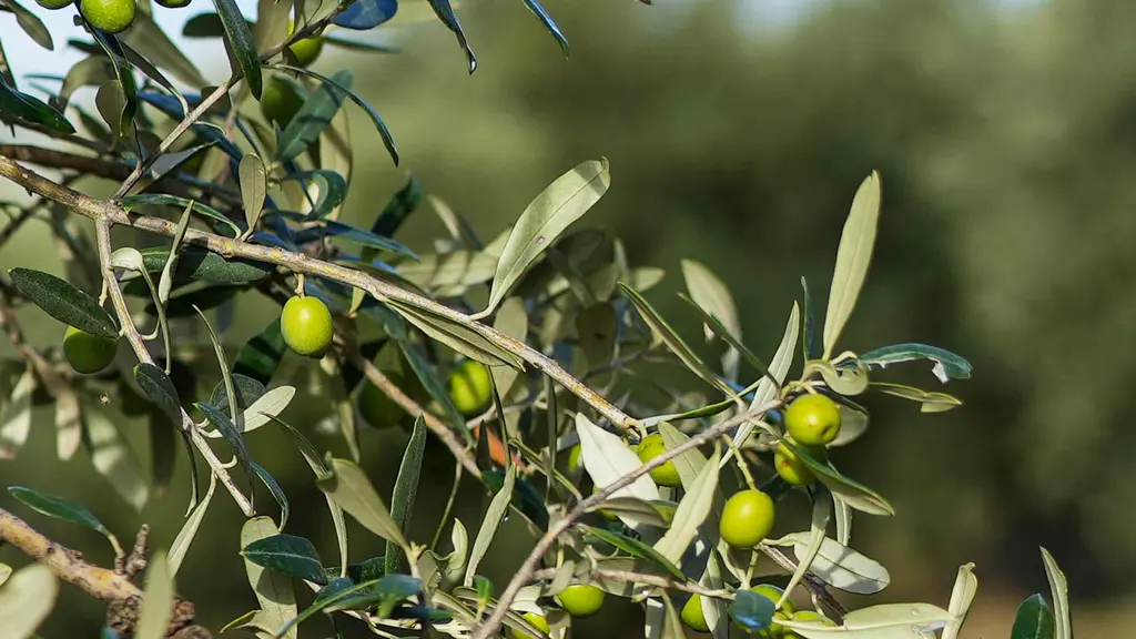 Un ramo d'ulivo carico di olive verdi