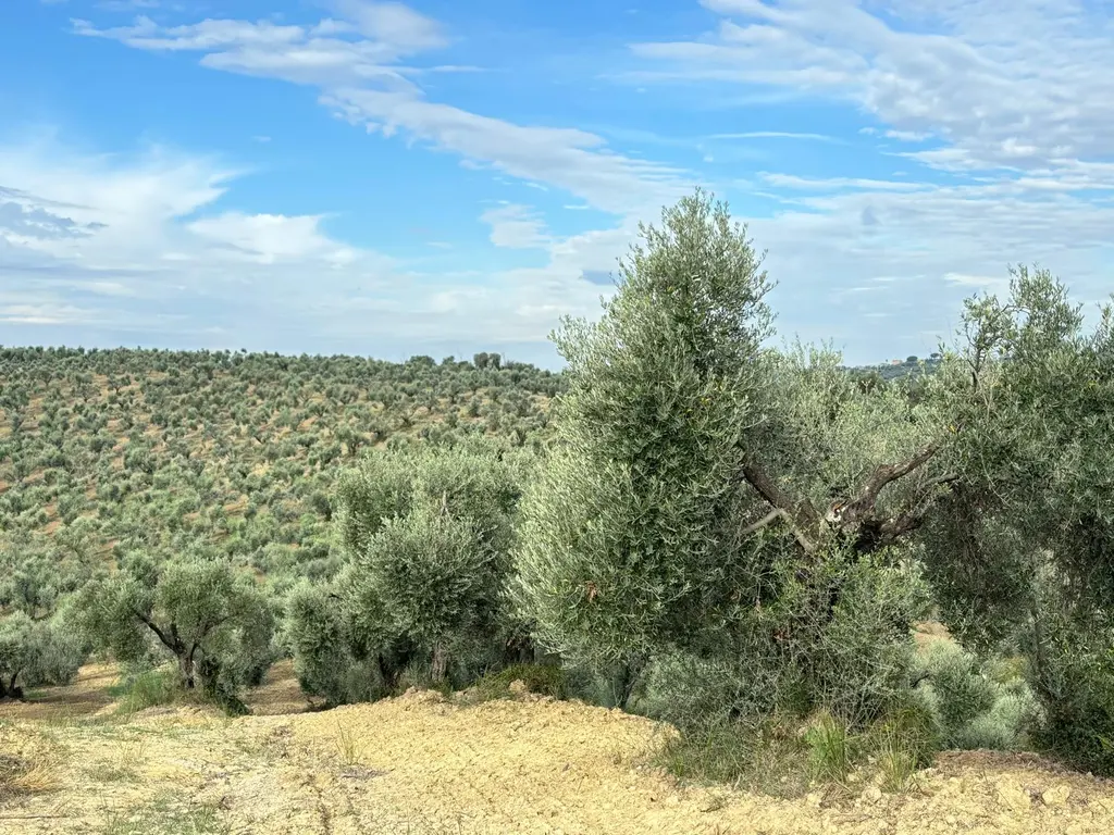 Gli ulivi secolari di LILL'OLIO sulle colline dell'Inviolata